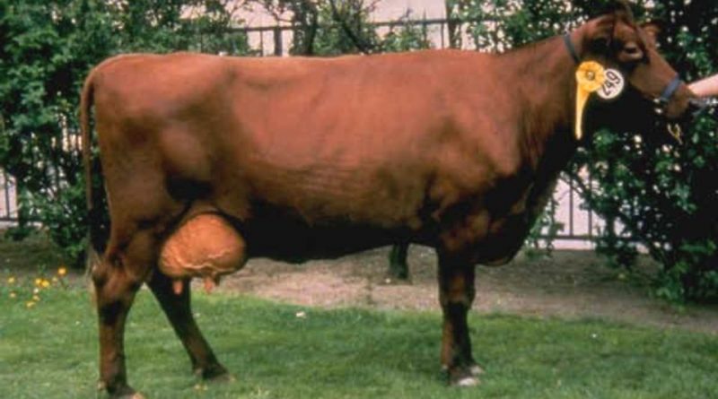 Estonian Red Cattle