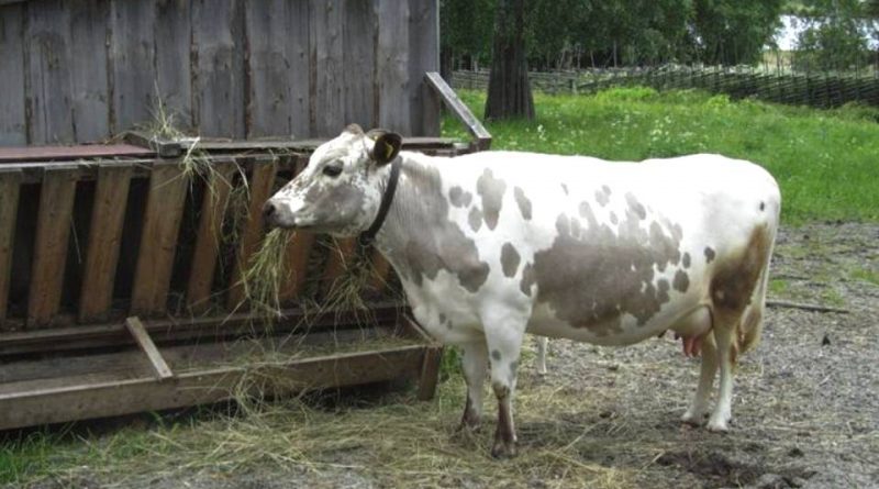 Swedish Mountain Cattle