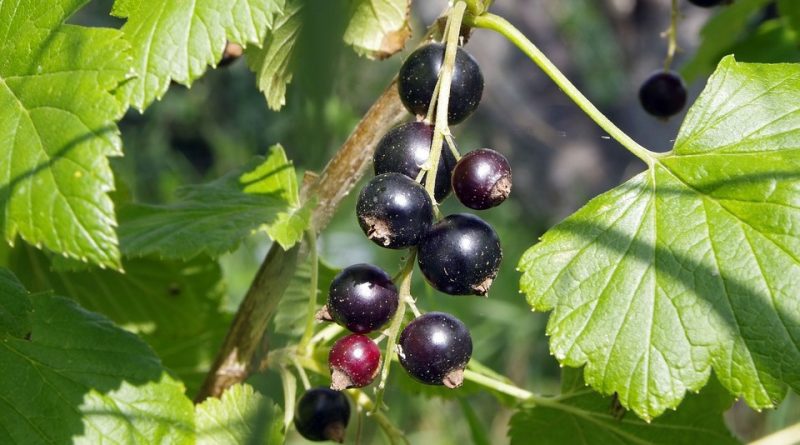 Ribes nigrum