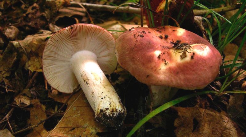 Russula vesca