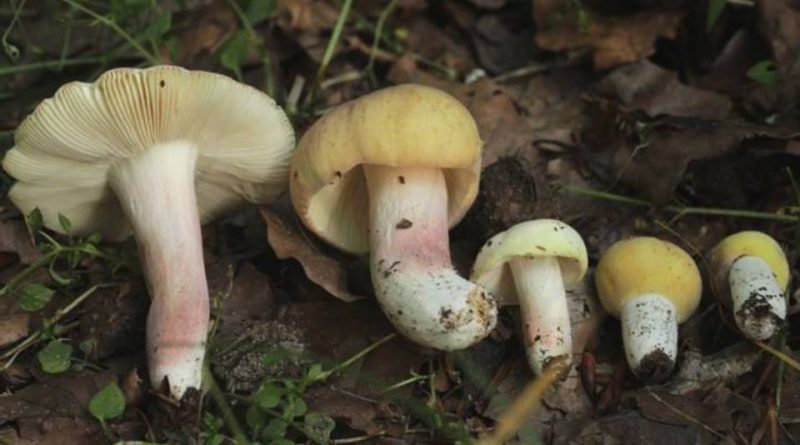 Russula violeipes