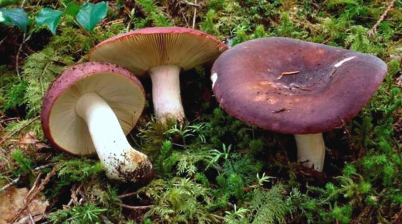 Russula xerampelina