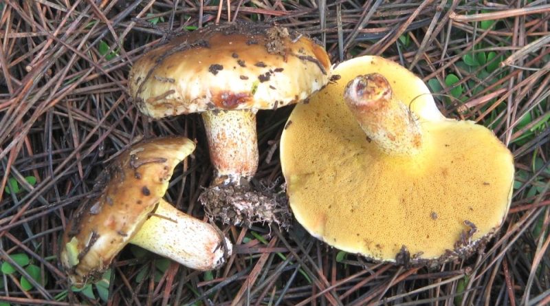 Suillus bellinii