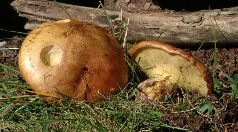 Suillus bovinus