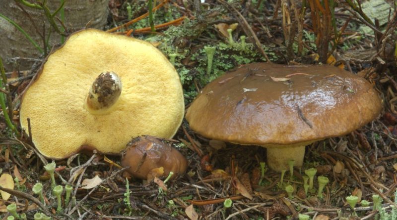 Suillus brevipes