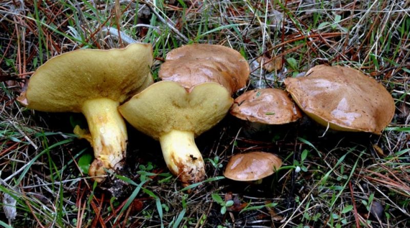 Suillus collinitus