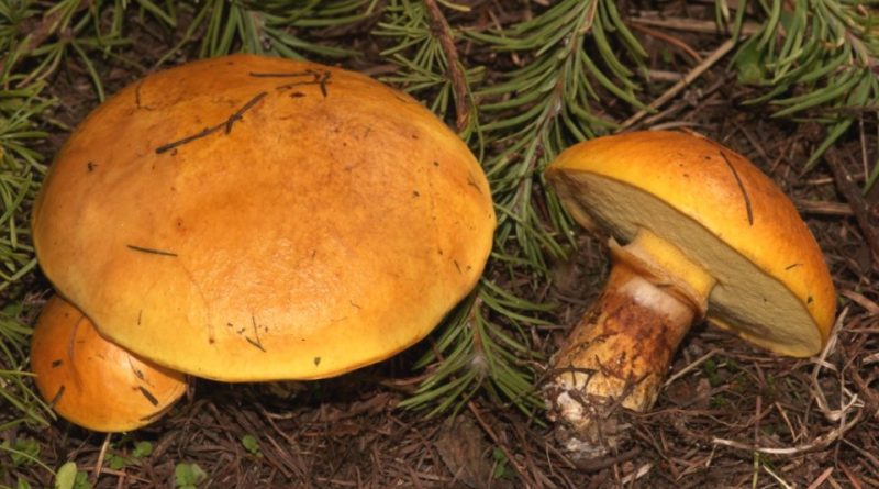 Suillus grevillei