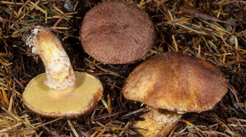 Suillus lakei