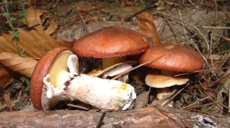 Suillus luteus