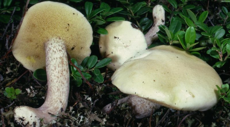 Suillus placidus