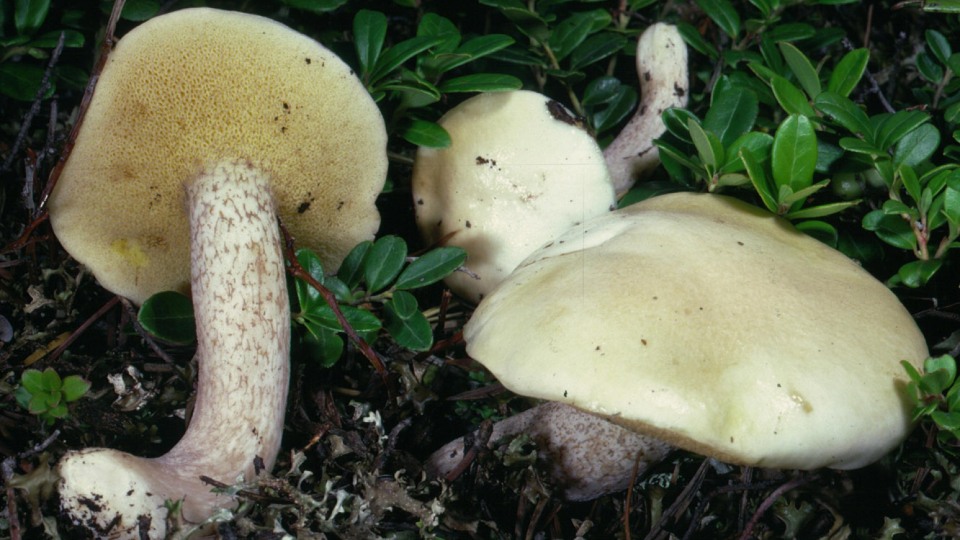 Placidus System Issues Suillus placidus: Systematics, Etymology, Habitat, Recognition