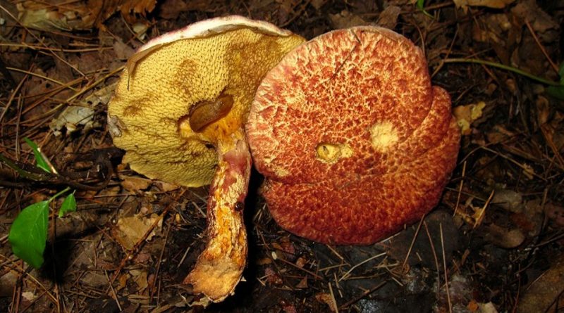 Suillus spraguei