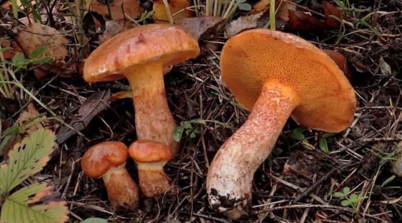 Suillus tridentinus