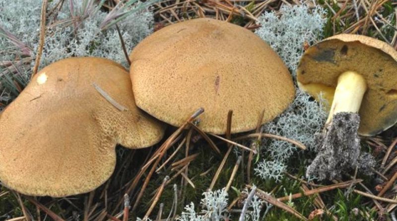 Suillus variegatus