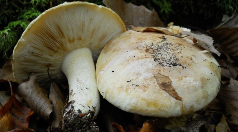 Tricholoma acerbum