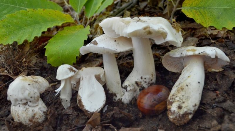 Tricholoma columbetta