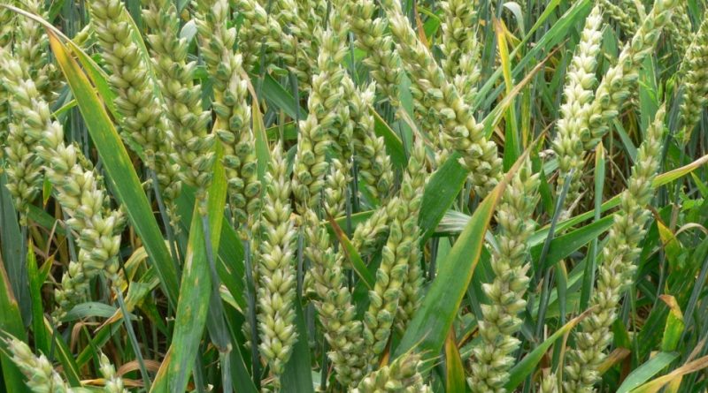 Triticum aestivum