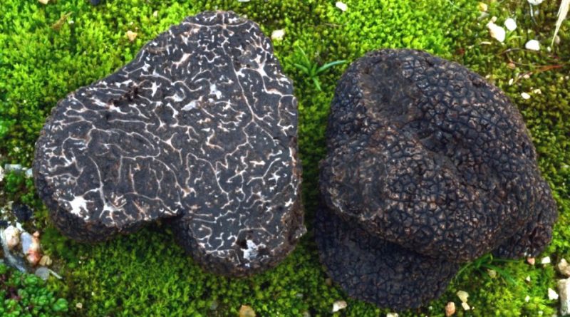 Tuber melanosporum