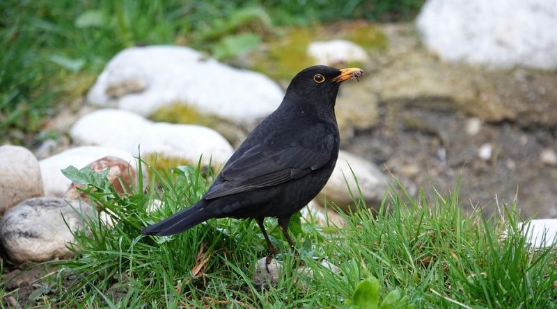 Turdus merula