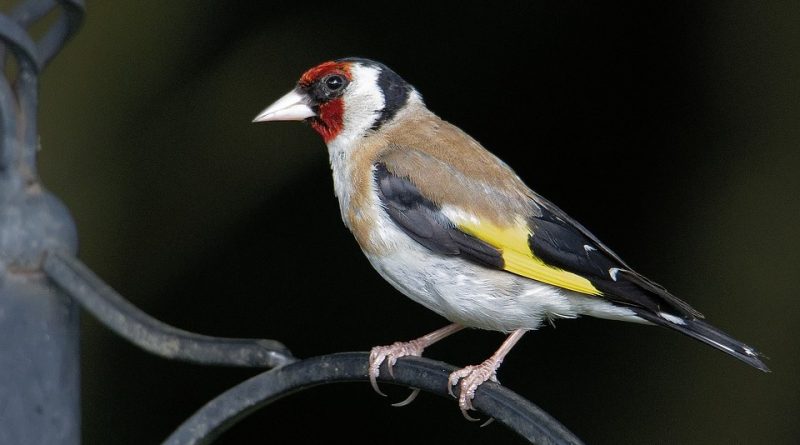 Carduelis carduelis