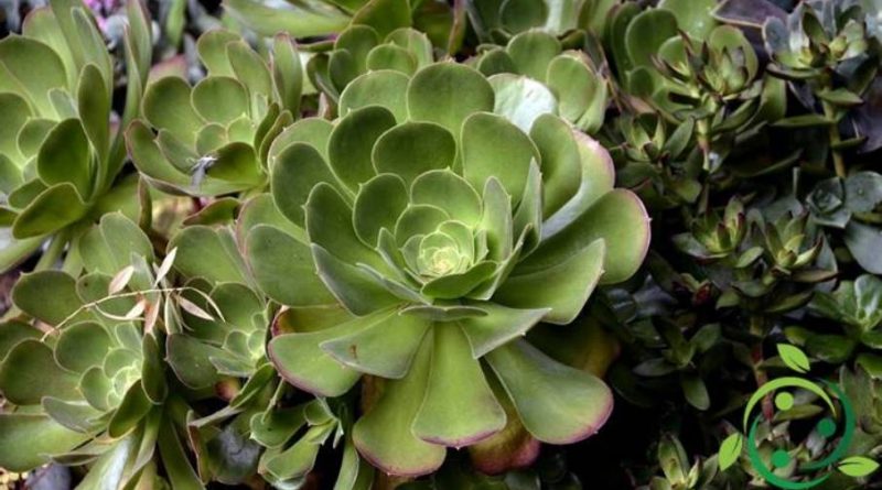 Come coltivare l’Aeonium