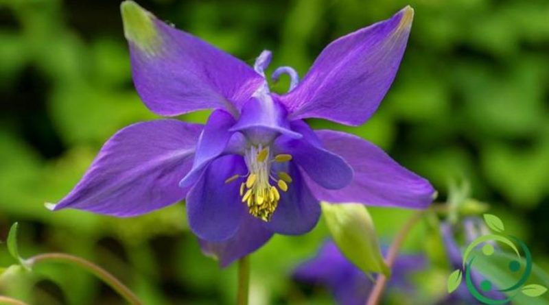 Come coltivare l’Aquilegia