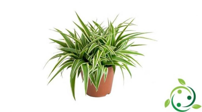 Come coltivare il Chlorophytum