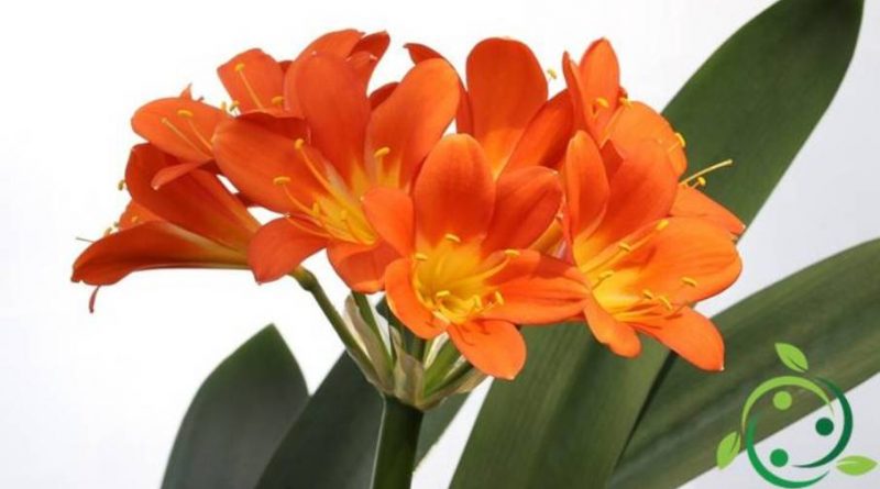 Come coltivare la Clivia