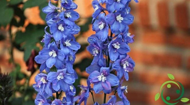 Come coltivare i Delphinium