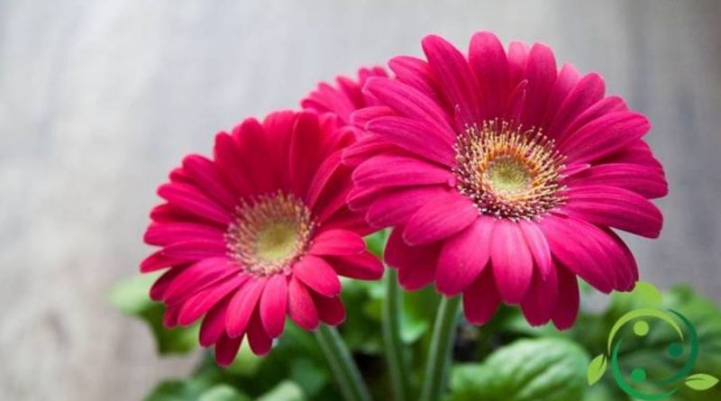 Come coltivare la Gerbera