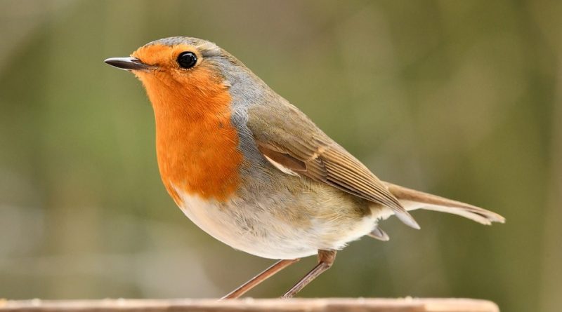 Erithacus rubecula