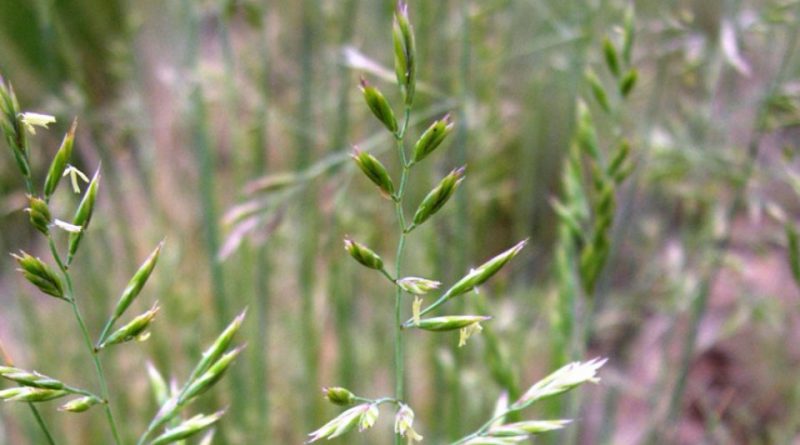 Festuca ovina