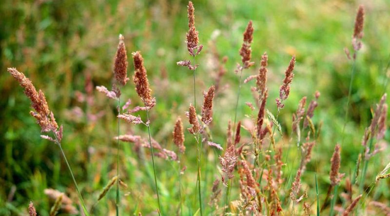 Festuca rubra