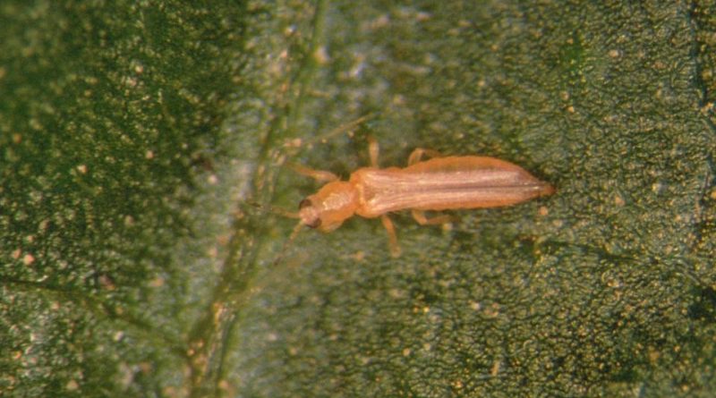 Frankliniella occidentalis