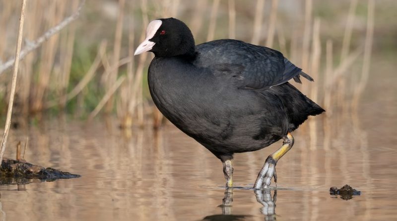 Fulica atra