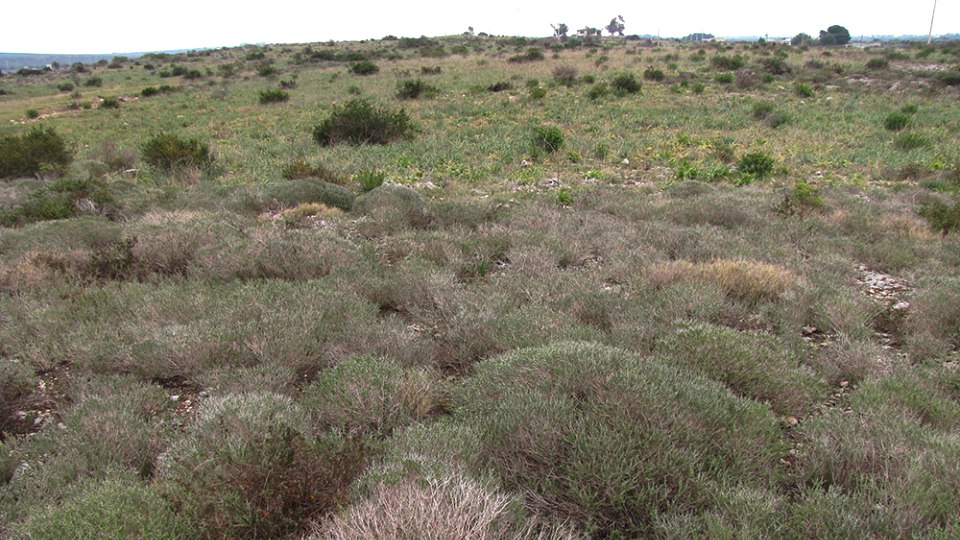 Italiano Gariga Definizione Caratteristiche Stadio Evolutivo Vegetazione