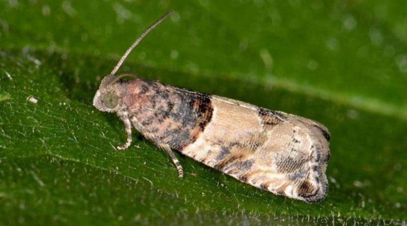 Gypsonoma aceriana