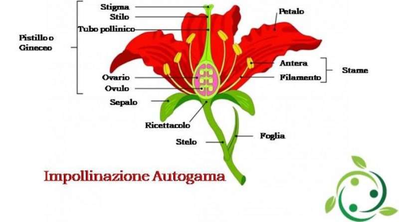 Impollinazione autogama