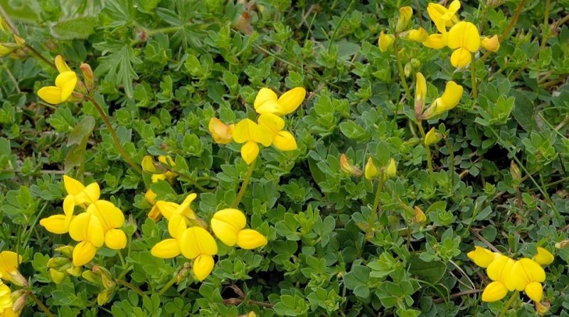 Lotus corniculatus