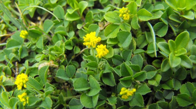 Medicago lupulina