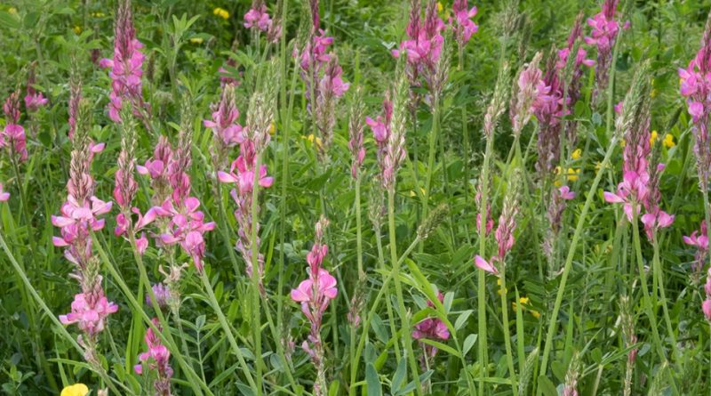 Onobrychis viciifolia