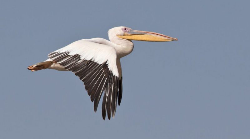 Pelecanus onocrotalus