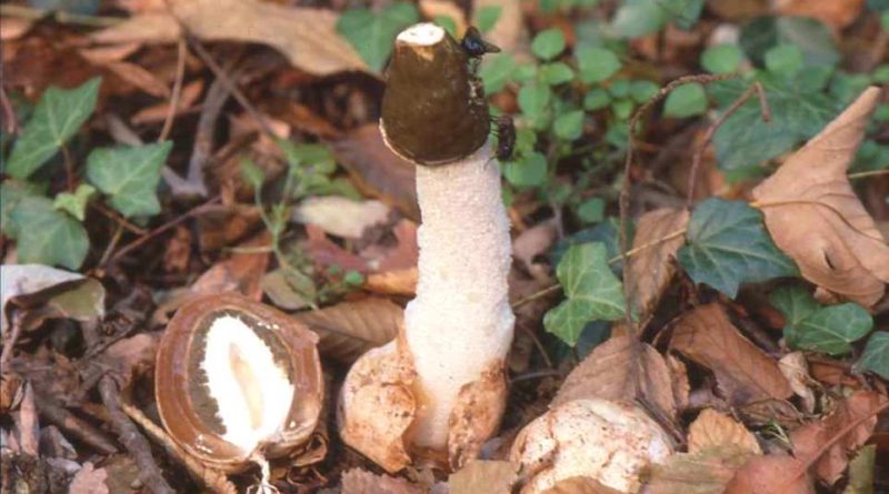 Phallus impudicus