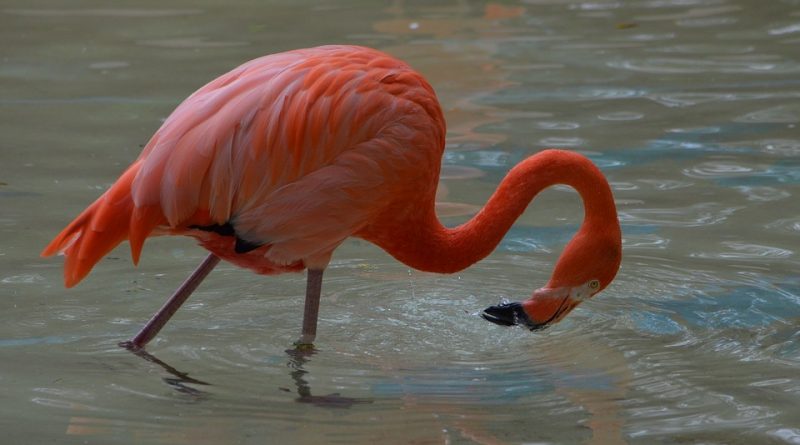 Phoenicopterus roseus