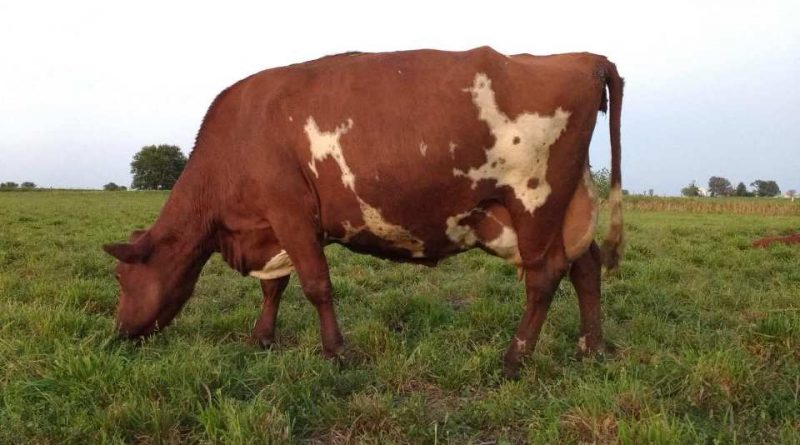 Milking Shorthorn