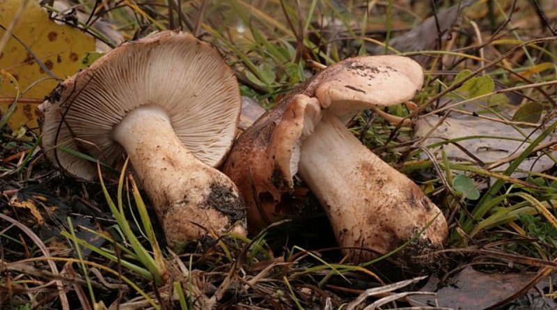 Tricholoma populinum