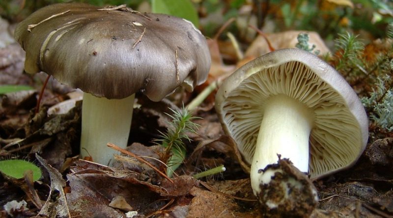 Tricholoma portentosum