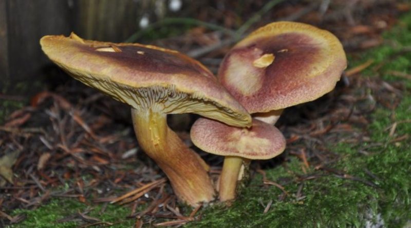 Tricholomopsis rutilans