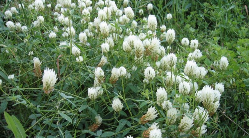 Trifolium alexandrinum