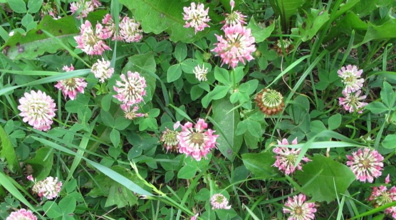 Trifolium hybridum